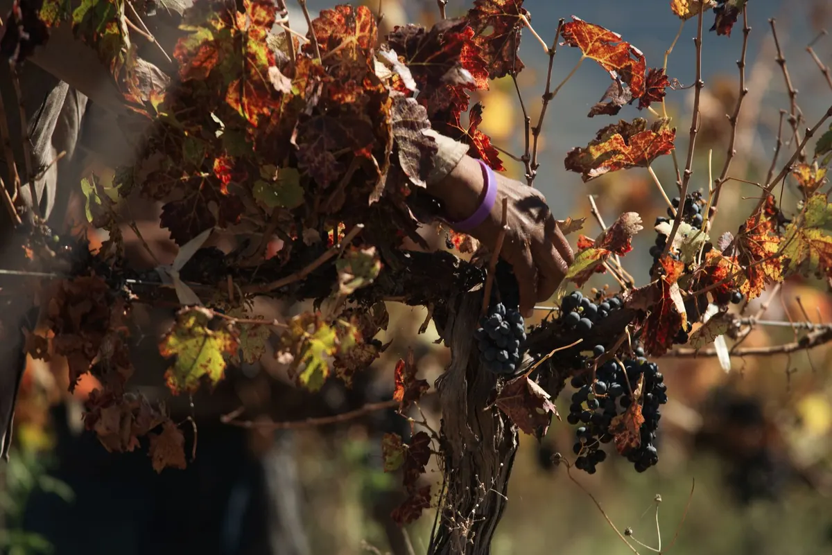 Organic, Biodynamic and Natural Wine: What Do They Mean?